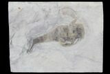 Eurypterus (Sea Scorpion) Fossil - New York #86788-2